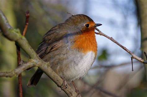 robin